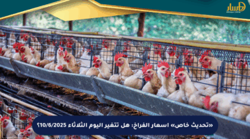 «تحديث خاص» أسعار الفراخ: هل تتغير اليوم الثلاثاء 10/6/2025؟